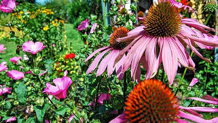 Blühen lange und wunderbar kräftig in den Farben: Echinacea und Malve. Blühen lange und wunderbar kräftig in den Farben: Echinacea und Malve.