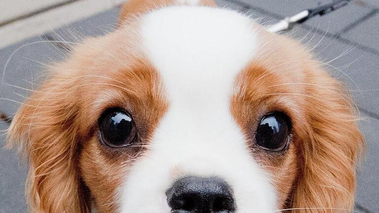 Ein Hund der Rasse Cavalier King Charles Spaniel, schaut interessiert in die Kamera. Foto: Julian Stratenschulte/dpa       -  Als soziale Lebewesen ist es auch für Hunde von Vorteil, sich in andere hineinversetzen zu können. Friedlichen Hunderassen gelingt das besonders.