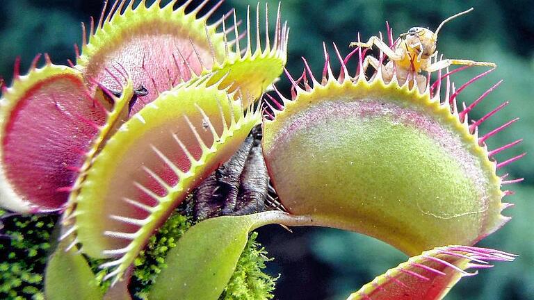 Würzburger Forscher finden heraus: Pflanze kann zählen       -  (lby)   Die Venusfliegenfalle (Dionaea muscipula) kann anscheinend zählen. Denn die fleischfressende Pflanze lässt ihre Falle erst zuschnappen, wenn Beutetiere ihre Sinneshaare mindestens zweimal berührt haben und setzt erst ab Berührung Nummer fünf den Verdauungsprozess in Gang. Das berichten Forscher der Universität Würzburg in der Fachzeitschrift &bdquo;Current Biology&ldquo;. &bdquo;Ein einzelnes Signal löst noch keine Reaktion aus &ndash; es könnte sich ja um einen Fehlalarm handeln&ldquo;, sagte Biophysiker Rainer Hedrich. Bei zwei Berührungen innerhalb von einer halben Minute aber klappt die Pflanze ihre tellerförmigen Fallen blitzartig zu. Die Venusfliegenfalle könne sich über einen gewissen Zeitraum bis zu 100 Berührungen merken und diese auch addieren. Das hilft ihr, Kosten und Nutzen der Jagd auszubalancieren. Die Venusfliegenfalle ist die Landpflanze mit der schnellsten Bewegung.