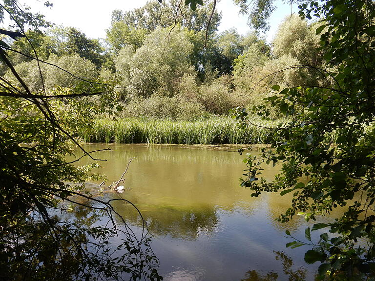 Der 'Saumain', das Naturschutzgebiet mitten in der Stadt Schweinfurt. Der 'Saumain', das Naturschutzgebiet mitten in der Stadt Schweinfurt.