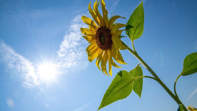 Sommerwetter in Bayern       -  In Bayern wurden 2024 wieder weniger Sonnenblumen angebaut. (Archivbild)