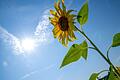 Sommerwetter in Bayern       -  In Bayern wurden 2024 wieder weniger Sonnenblumen angebaut. (Archivbild)
