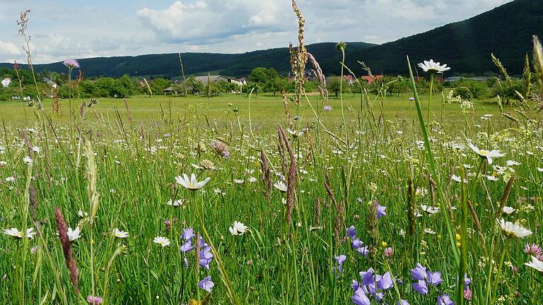 Ein echtes Naturparadies ist die Sackenbacher Wiese.