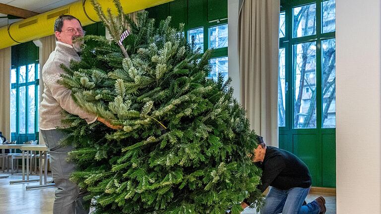 Christbaum-Aufstellung: Emsige Helfer bereiten den Pfarrsaal von St. Albert in Würzburg für das Weihnachtstreffen der christlichen Gemeinschaft Sant' Egidio vor. Christbaum-Aufstellung: Emsige Helfer bereiten den Pfarrsaal von St. Albert in Würzburg für das Weihnachtstreffen der christlichen Gemeinschaft Sant' Egidio vor.