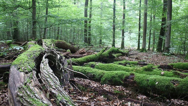 Der Bund Naturschutz meldet sich mit einer Stellungnahme auf die Machbarkeitsstudie zur Biosphärenregion Spessart. Das Bild zeigt den Lohrer Stadtwald, von dem die Stadt rund 200 Hektar für eine Kernzone zur Verfügung stellen würde. (Archivfoto)