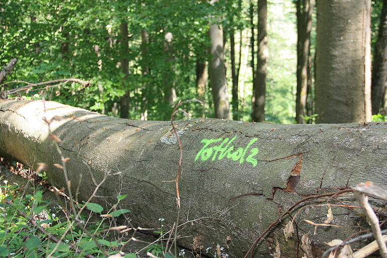 Bewusst ließ Förster Jochen Schenk größere Mengen des geschlagenen Holzes, darunter ganze Baumstämme, als Totholz im Wald zurück. Bewusst ließ Förster Jochen Schenk größere Mengen des geschlagenen Holzes, darunter ganze Baumstämme, als Totholz im Wald zurück.