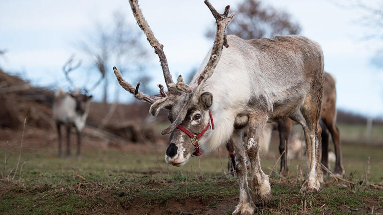 Wild oder Haustier? Dieses Rentier auf einer Weide in Niedersachsen schaut recht zutraulich aus und kann für weihnachtliche Veranstaltungen geliehen werden.