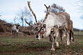 Wild oder Haustier? Dieses Rentier auf einer Weide in Niedersachsen schaut recht zutraulich aus und kann für weihnachtliche Veranstaltungen geliehen werden.