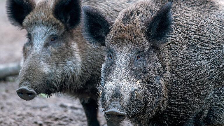 In Unterfranken hausen besonders viele Wildschweine. Der heiße Sommer 2018 hat dafür gesorgt, dass die Tiere heuer besonders viel Futter finden.&nbsp;