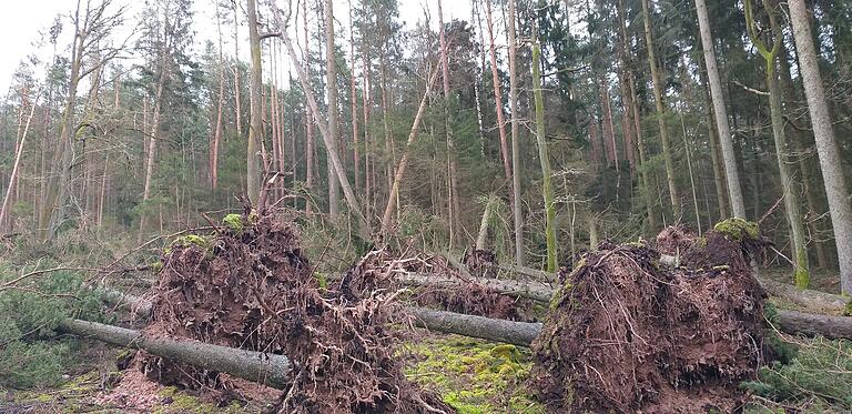 In den Wäldern zwischen Nordheim, Willmars und Mellrichstadt sind vor allem Einzelfälle aufgetreten, was beim Aufarbeiten zu langen Anfahrtswegen führt.