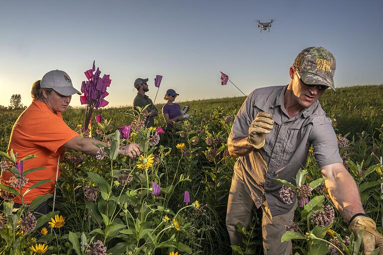 Wendy Caldwell vom Monarch Joint Venture und Timothy Fredricks von Bayer Crop Service markieren Seidenpflanzen mit Fähnchen, Drew Smith und Christine Sanderson (hinten) lassen Drohnen fliegen, um die Seidenpflanzenbestände zu kontrollieren. Wendy Caldwell vom Monarch Joint Venture und Timothy Fredricks von Bayer Crop Service markieren Seidenpflanzen mit Fähnchen, Drew Smith und Christine Sanderson (hinten) lassen Drohnen fliegen, um die Seidenpflanzenbestände zu kontrollieren.