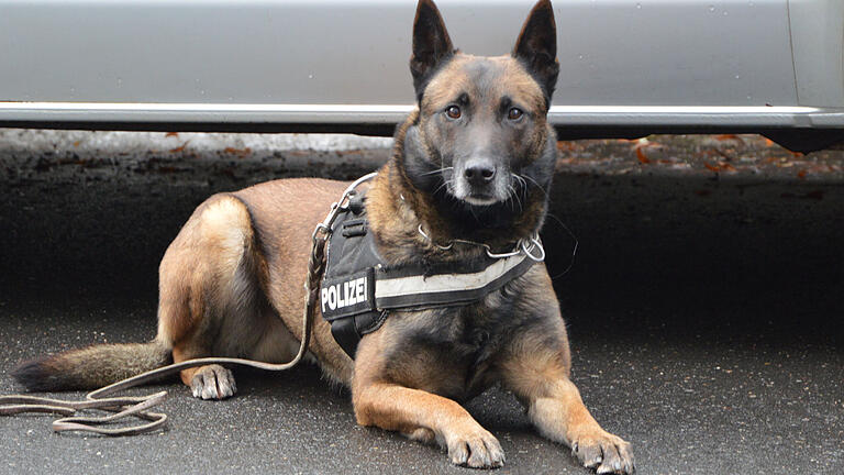 Bei einer Wohnungsdurchsuchung in Gerolzhofen war am Dienstagvormittag auch ein Polizeihund eingesetzt.&nbsp;