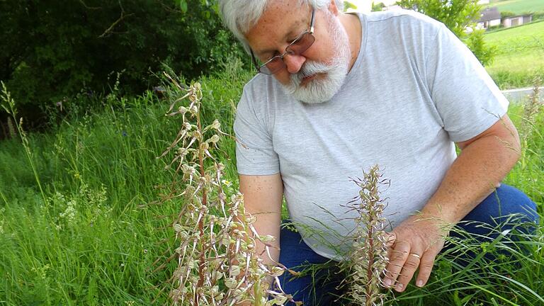 Eine äußerst seltene Orchideeenart, die Bocksriemenzunge, hat der Riedenheimer Klaus Servotka entdeckt.