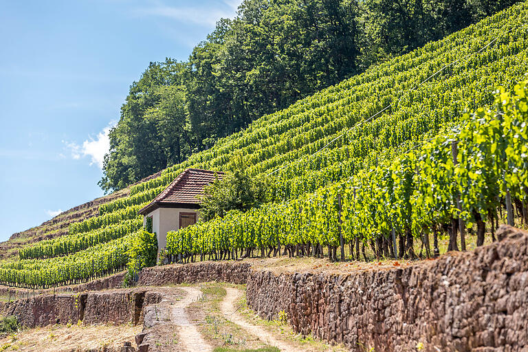 Der Satzenberg, der einzige noch bewirtschaftete Terrrassenweinberg in Tauberfranken, bietet eine herrliche Aussicht auf das Kloster Bronnbach und auf den Lauf der Tauber.