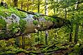 Naturschutzverbände: Laubwälder des Hochspessarts sind nationalparkwürdig       -  Die Naturschutzverbände Landesbund für Vogelschutz (LBV) und Bund Naturschutz in Bayern (BN) fordern von der Bayerischen Staatsforstverwaltung seit Langem die Umsetzung der Zielvorgaben der Bundesregierung zur &bdquo;Nationalen Strategie der biologischen Vielfalt&ldquo;, heißt es in einer Pressemitteilung. Danach sollen bis 2020 fünf Prozent der deutschen Waldflächen und zehn Prozent der Staatswälder aus der Nutzung genommen und einer natürlichen Entwicklung überlassen werden. Nur knapp ein Prozent der Staatswaldfläche im Spessart sind ausgewiesene Naturschutzgebiete und Naturwaldreservate. Es sind dies Metzgergraben und Krone, Rohrberg, Eichhall, Hoher Knuck und Gaulkopf. Diese äußerst bescheidene, den ökonomischen Begehrlichkeiten gezollte Größenordnung werde der herausragenden naturschutzfachlichen Bedeutung dieser Wälder als Schatztruhen der Artenvielfalt in keiner Weise gerecht, so die beiden Naturschutzverbände. Ein &bdquo;Nationalpark Hochspessart&ldquo; mit einer Größenordnung von 10 000 Hektar würde nur sechs Prozent der Naturparkfläche des bayerischen Spessarts ausmachen.  Ein Nationalpark brächte zum einen eine Vernetzung der kleinen, bestehenden Naturschutzgebiete mit den umliegenden, großflächigen und siedlungsfreien Laubwaldgebieten und damit die Sicherung und den Erhalt der wertvollsten Laubwaldgebiete des Spessarts. In ihm könnte sich die Natur nach ihren eigenen Gesetzen im Kreislauf des Werdens und Vergehens ungestört zu einer neuen Wildnis entwickeln. Zum anderen würde ein Nationalpark auch die Chance bieten, den von der Bundesregierung erklärten Zielvorgaben in Bayern ein deutliches Stück näher zu kommen. Das vorliegende Bild aus dem kleinflächigen, 1928 ausgewiesenen Naturschutzgebiet Metzgergraben und Krone zeigt, wohin sich ein Wald entwickelt, der seit 89 Jahren nicht mehr bewirtschaftet wurde, so die Argumentation der Naturschutzverbände. &bdquo;Ein Nationalpark Hochspessart wäre nicht nur für die Natur ein unschätzbarer Gewinn, sondern auch für die gesamte Region eine große, später nie wiederkehrende Chance für den Tourismus mit einer hohen Wertschöpfung&ldquo;, schreibt dazu Walter Malkmus, der Leiter des Arbeitskreises Biotop- und Artenschutz Main-Spessart, in einer Stellungnahme. Foto: Walter Malkmus