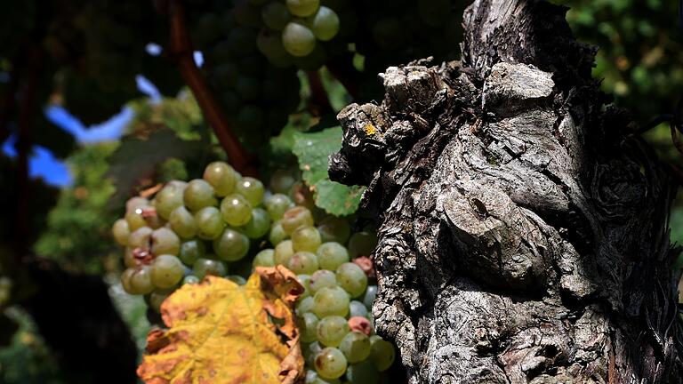 Fränkische Weinberge       -  Franken ist das wichtigste Weinbaugebiet Bayerns.