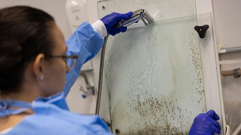 Mit modifizierten Mücken im Kampf gegen Dengue in Brasilien       -  Larven von Gelbfiebermücken, die mit Wolbachia-Bakterien modifiziert wurden, werden im Labor des brasilianischen Instituts Fiocruz in Rio de Janeiro im Kampf gegen Dengue-Fieber gefiltert. (Archivbild)