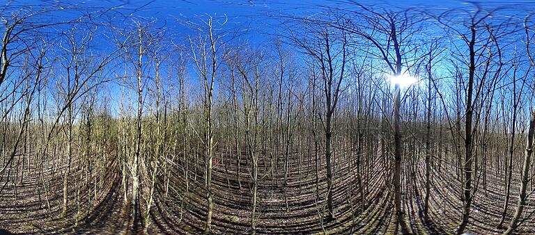 80 000 Pflanzen wurden vor 26 Jahren per Hand gesetzt, um einen Klimawald für Bergrheinfeld zu schaffen. Die 360-Grad-Aufnahme gewährt einen Rundumblick in den aufstrebenden, jungen Wald. 80 000 Pflanzen wurden vor 26 Jahren per Hand gesetzt, um einen Klimawald für Bergrheinfeld zu schaffen. Die 360-Grad-Aufnahme gewährt einen Rundumblick in den aufstrebenden, jungen Wald.
