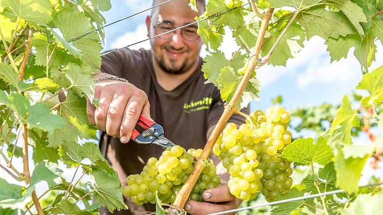 Mitarbeiter des Weinguts Schmitt haben in den Weinbergen bei Bergtheim die ersten Trauben für Federweißen gelesen.
