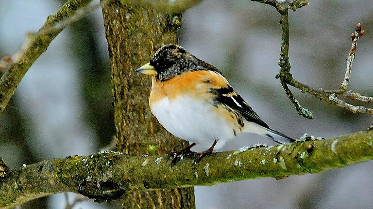 Ein Bergfink-Männchen.
