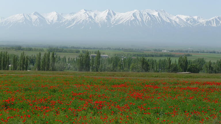 Rot blühender Mohn und weiße Berggipfel: Faszinierende Landschaft in Kasachstan.