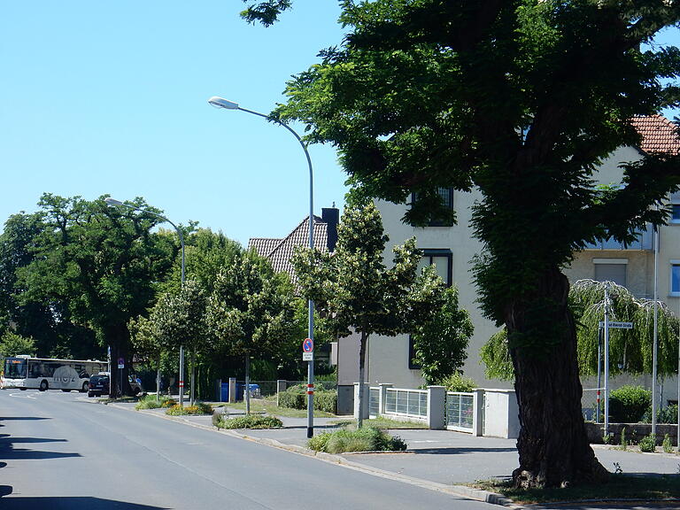 Neupflanzungen im Altbestand in der Engelbert-Fries-Straße.