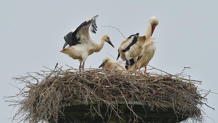 Ein Storchenpaar mit Drillingen hat es sich im Nest im Naturschutzgebiet "Wipfelder Mainauen" gemütlich gemacht. Der Nachwuchs wurde nun unter Aufsicht der Unteren Naturschutzbehörde vor Kurzem beringt. Ein Storchenpaar mit Drillingen hat es sich im Nest im Naturschutzgebiet "Wipfelder Mainauen" gemütlich gemacht. Der Nachwuchs wurde nun unter Aufsicht der Unteren Naturschutzbehörde vor Kurzem beringt.