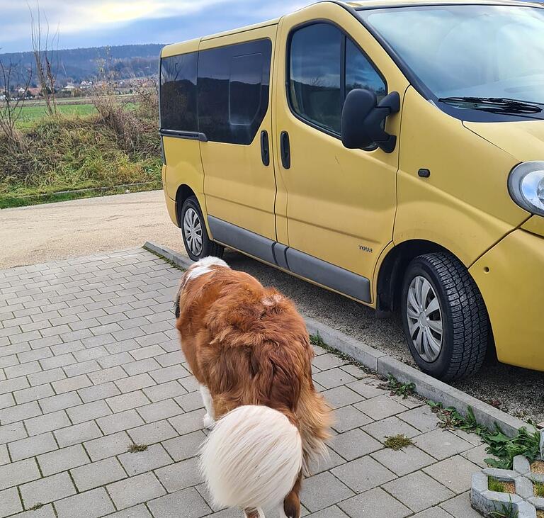 Das Bild ist keine zehn Tage alt: Da kam der Kleintransporter der Tierschutzinitiative Haßberge frisch renoviert aus der Werkstatt. Das Bild ist keine zehn Tage alt: Da kam der Kleintransporter der Tierschutzinitiative Haßberge frisch renoviert aus der Werkstatt.