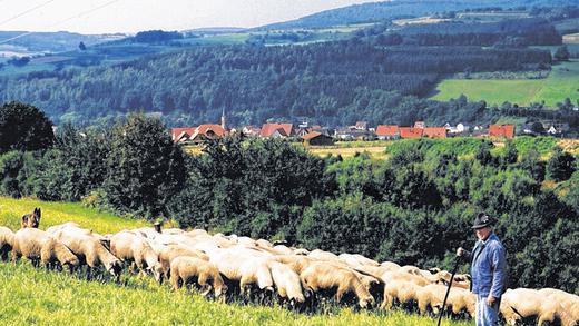 Vergangenheit: Der Wanderschäfer Arnold Herbert und seine Herde werden künftig nicht mehr auf den Obersinner Fluren zu sehen sein. Das Bild zeigt seine frühere Herde mit Schäferhündin Zitta vor der Silhouette Obersinns.Jürgen Gabel
