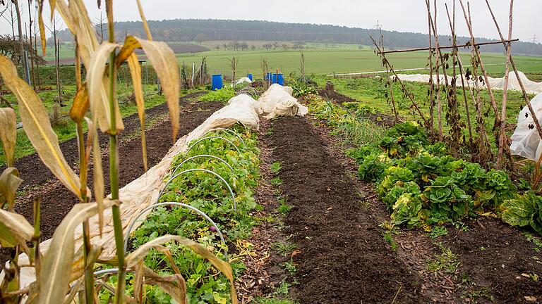 Gärtnern im Kompaktformat:&nbsp; Die Beete der Waldzeller Gärtner sind 20 Meter lang und 75 Zentimeter breit. Ideal, um mit gegrätschten Beinen über dem Angebauten zu stehen, zu zupfen und zu ernten.