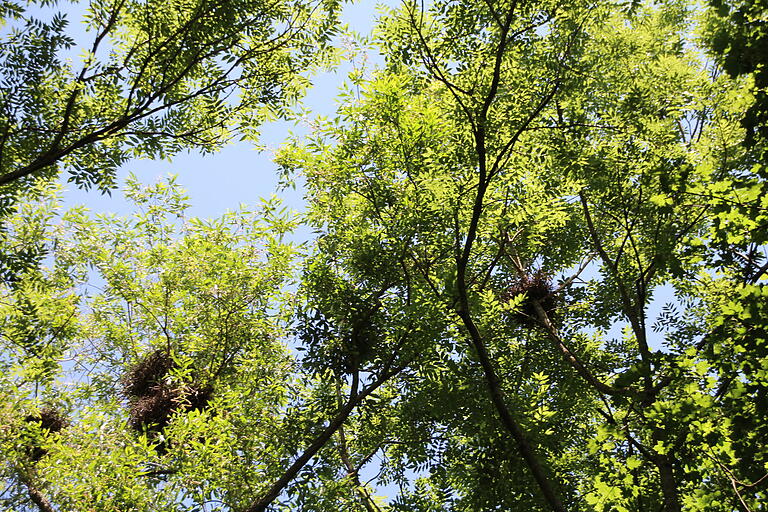 Saatkrähen nisten sich in Volkach ein: Die Nester der Vögel sind in den Baumkronen gut zu erkennen.