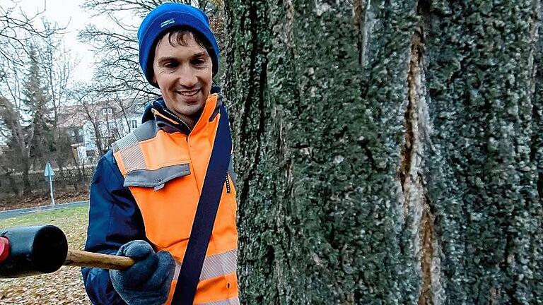 Ein Schlag mit dem Gummihammer verrät Landschaftsgärtner Torsten Kuhn, ob es im Stamm hohle Stellen gibt.