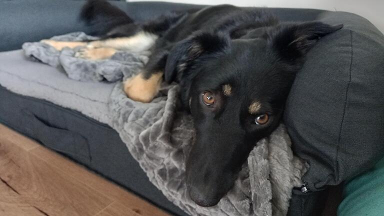 Mimi hat ein neues Zuhause gefunden. Die Hündin bekam zwei neue Hüften und wurde dann aus dem Kitzinger Tierheim nach Zellingen vermittelt.