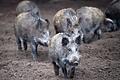 Wildschweine       -  Über Wildschweine könnte die Afrikanische Schweinepest auch in Deutschland eingeschleppt werden. Die Verbreitungsgefahr, die vom Menschen ausgeht, schätzen Fachleute aber als ungleich höher ein.
