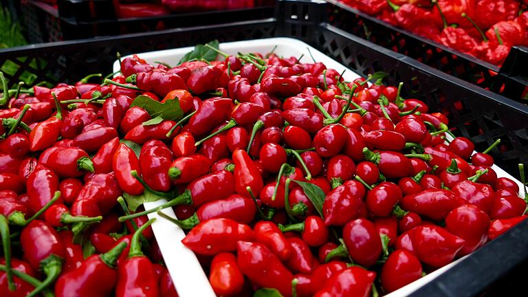 Auf solch eine gute Chili-Ernte, wie hier 2021 im Gründungsjahr der 'Nightshade Chili Manufaktur', hofft das Euerbacher Start-Up erneut.