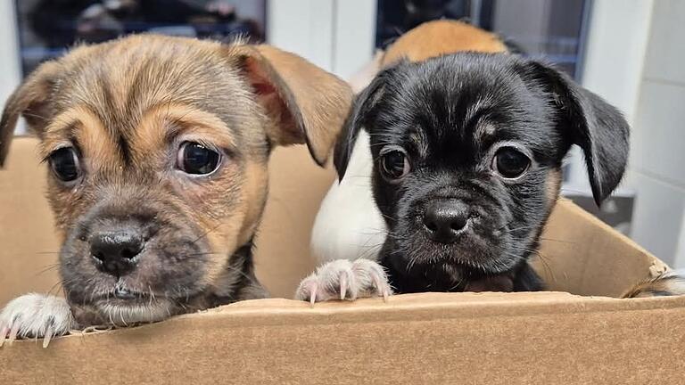 Ende November hatte ein Unbekannter die sieben Hundewelpen bei Nässe und Kälte im Ringpark Würzburg ausgesetzt. Ende November hatte ein Unbekannter die sieben Hundewelpen bei Nässe und Kälte im Ringpark Würzburg ausgesetzt.