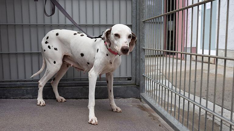 Dalmatinerin 'Odelia' lebt aktuell im Tierheim Würzburg und ist seit kurzem in der Vermittlung für ein neues Zuhause. Dalmatinerin 'Odelia' lebt aktuell im Tierheim Würzburg und ist seit kurzem in der Vermittlung für ein neues Zuhause.