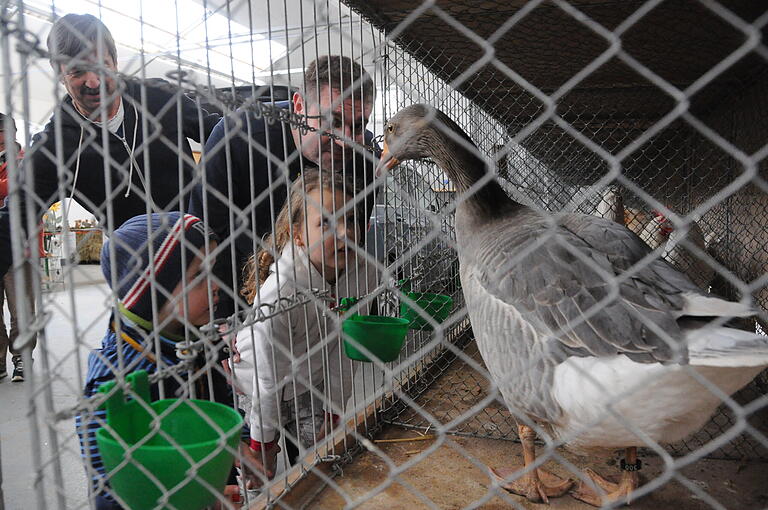 Der GZV Ibind und Umgebung veranstaltet in Hofheim regelmäßig seinen Taubenmarkt, bei dem aber auch andere Tiere zu sehen sind . An diesem Wochenende lädt der Verein zur Europaschau. Der GZV Ibind und Umgebung veranstaltet in Hofheim regelmäßig seinen Taubenmarkt, bei dem aber auch andere Tiere zu sehen sind . An diesem Wochenende lädt der Verein zur Europaschau.