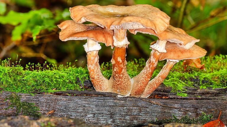 Herbstzeit ist Pilzzeit