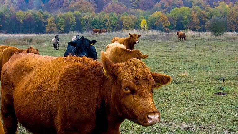 365 Tage im Jahr auf der Weide: Die Angus-Rinder auf dem Brönnhof ernähren sich ausschließlich von Gras, Kräutern und Stauden. 365 Tage im Jahr auf der Weide: Die Angus-Rinder auf dem Brönnhof ernähren sich ausschließlich von Gras, Kräutern und Stauden.
