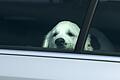 Ein Autodieb aus der Schweiz ging der Polizei in Unterfranken ins Netz. Nicht nur der Wagen war gestohlen, darin saß auch noch der Hund des Besitzers. (Symbolfoto)