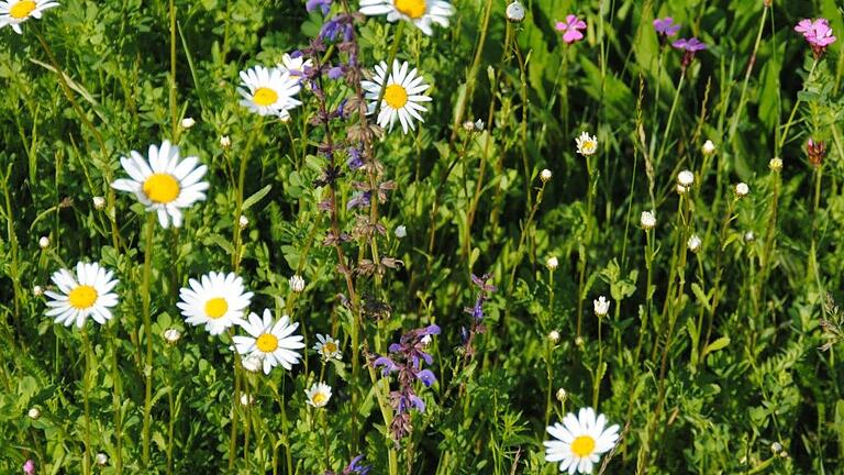 Kreisbäuerin Martina Wild ruft zur insektenfreundlichen Gestaltung von Balkonen und Gärten auf.