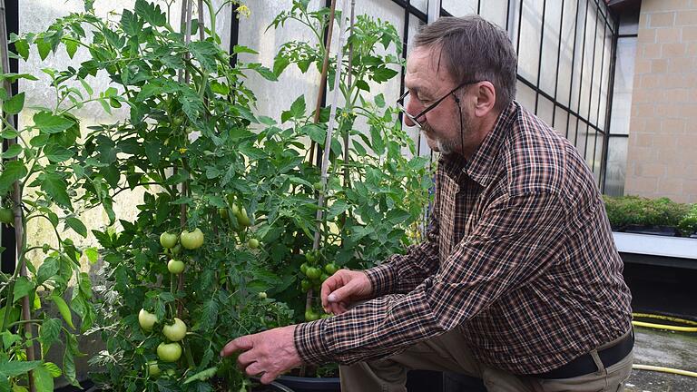 Franz Lindenthal hat verschiedene Tomatensorten in seinen Pflanzkübeln.&nbsp;