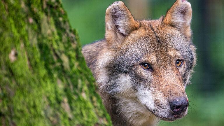 Immer häufiger werden wieder Wölfe (Symbolbild) in Deutschland gesichtet. Auch im Landkreis Haßberge soll es schon einige gegeben haben, bisher gibt es hier jedoch keine gesicherte Wolfssichtung.