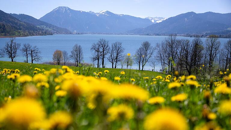 Sonne am Tegernsee.jpeg       -  Löwenzahn hat vor allem im Frühling viele Bitterstoffe. Wie wirkt die gesunde Heilpflanze?