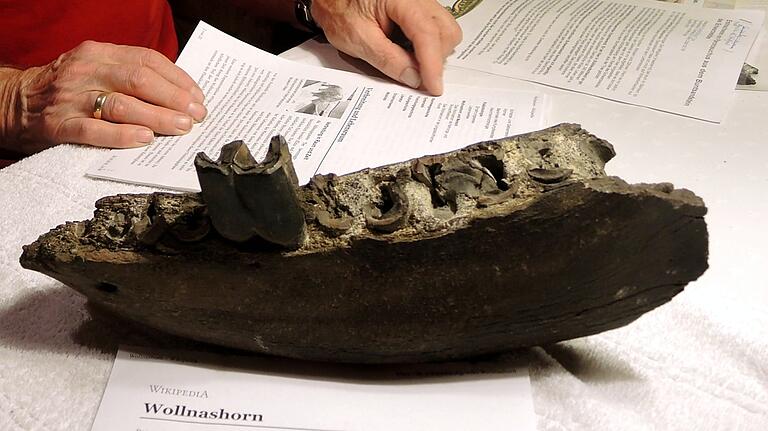Das Gutachten des Senkenbergmuseums gab Gewissheit: Der Unterkiefer stammt von einem vor 12.000 Jahren ausgestorbenen Wollnashorn. Das Gutachten des Senkenbergmuseums gab Gewissheit: Der Unterkiefer stammt von einem vor 12.000 Jahren ausgestorbenen Wollnashorn.