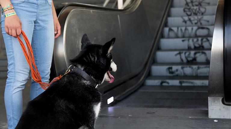 Hund wartet vor einer Rolltreppe       -  Hunde können auf Rolltreppen Verletzungen erleiden - vor allem an den Krallen.