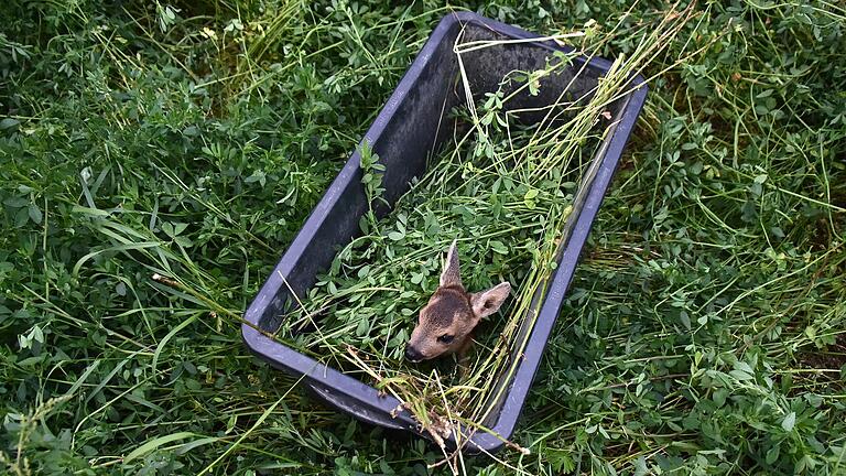 In Kisten werden die Kitze aus den Feldern in Sicherheit gebracht. Gras und Handschuhe sollen verhindern, dass die Tiere mit fremden Gerüchen in Kontakt kommen.