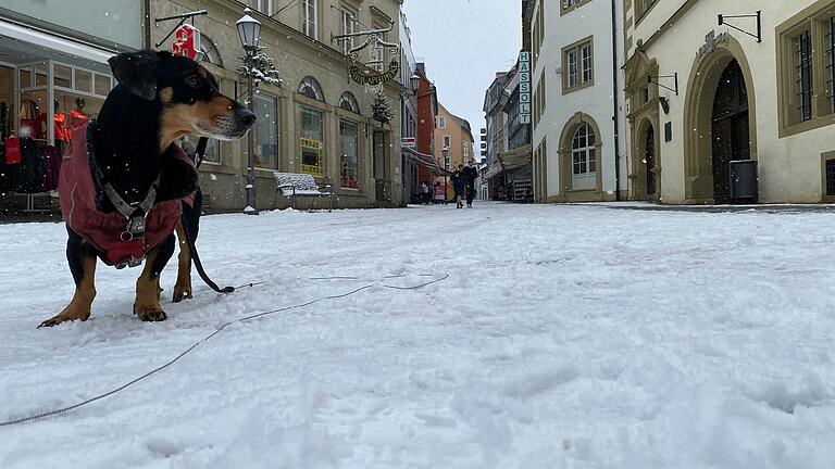 Sicher unterwegs auf vier Pfoten ist Hund Robin in der Kitzinger Fußgängerzone. Seine Besitzerin am anderen Ende der Leine musste da schon besser aufpassen, nicht auszurutschen. Sicher unterwegs auf vier Pfoten ist Hund Robin in der Kitzinger Fußgängerzone. Seine Besitzerin am anderen Ende der Leine musste da schon besser aufpassen, nicht auszurutschen.