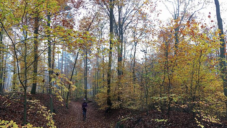 Die Interessengemeinschaft Holzverarbeiter im Steigerwald kritisiert die Pläne der Regierung, den Wald nicht mehr zu bewirtschaften.